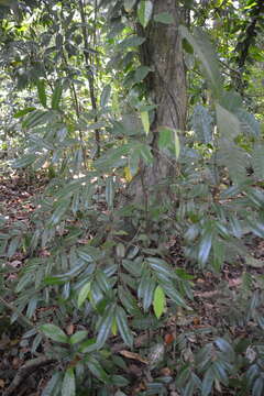 Image of Xylopia macrantha Triana & Planch.