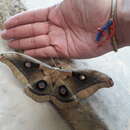 Image of Western Polyphemus Moth