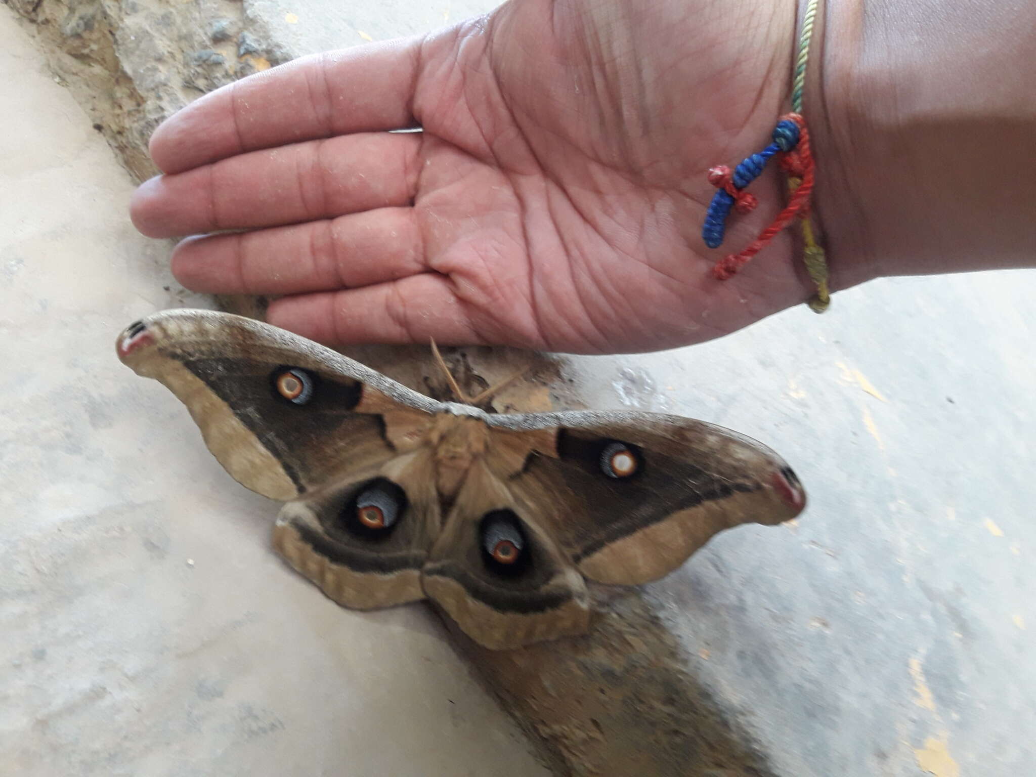 Antheraea oculea (Neumoegen 1883)的圖片