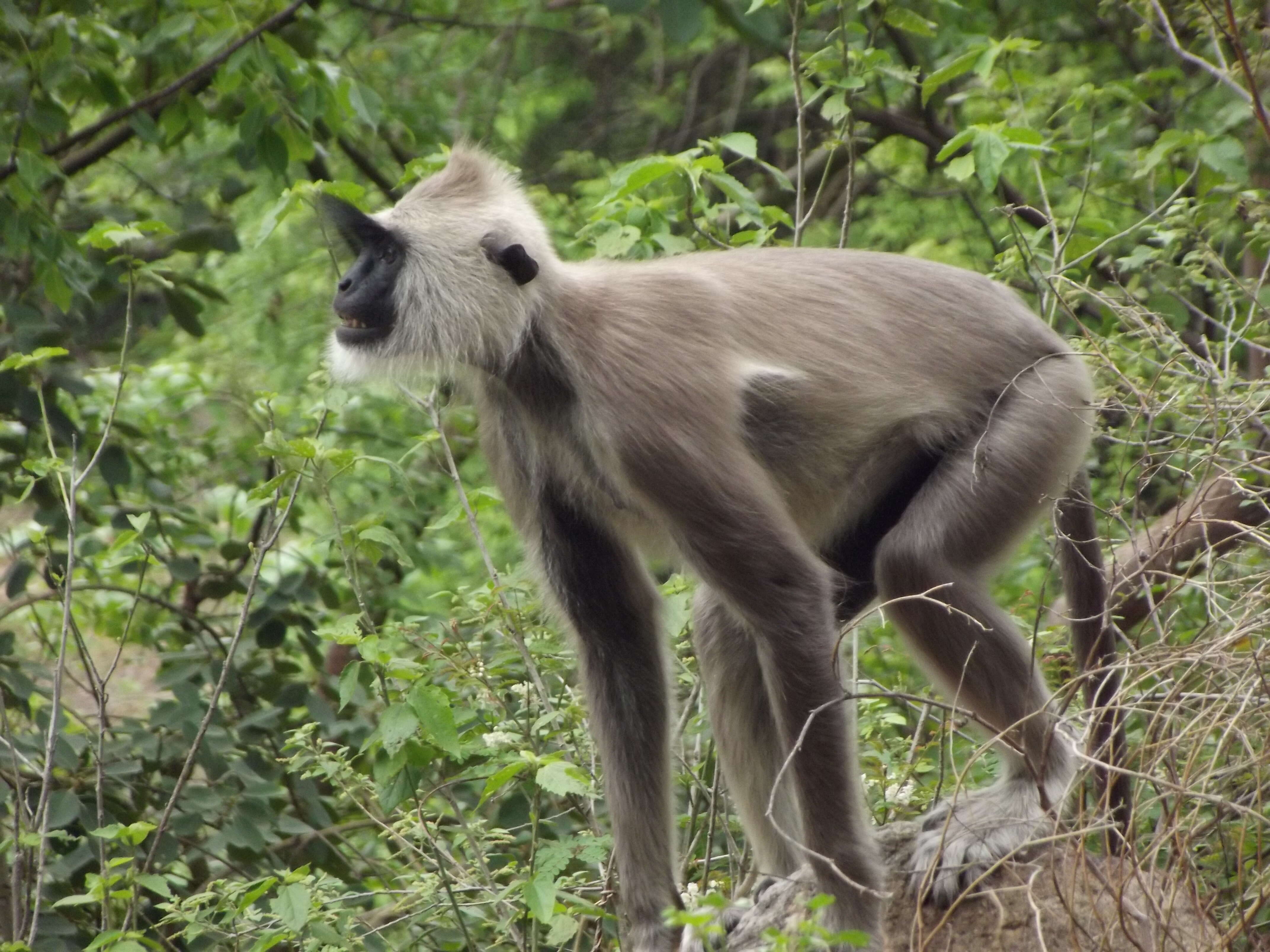 صورة Semnopithecus priam Blyth 1844