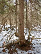 Image of balsam fir