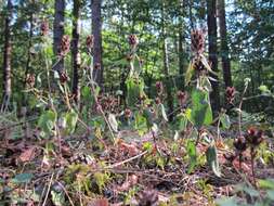 Image of common selfheal