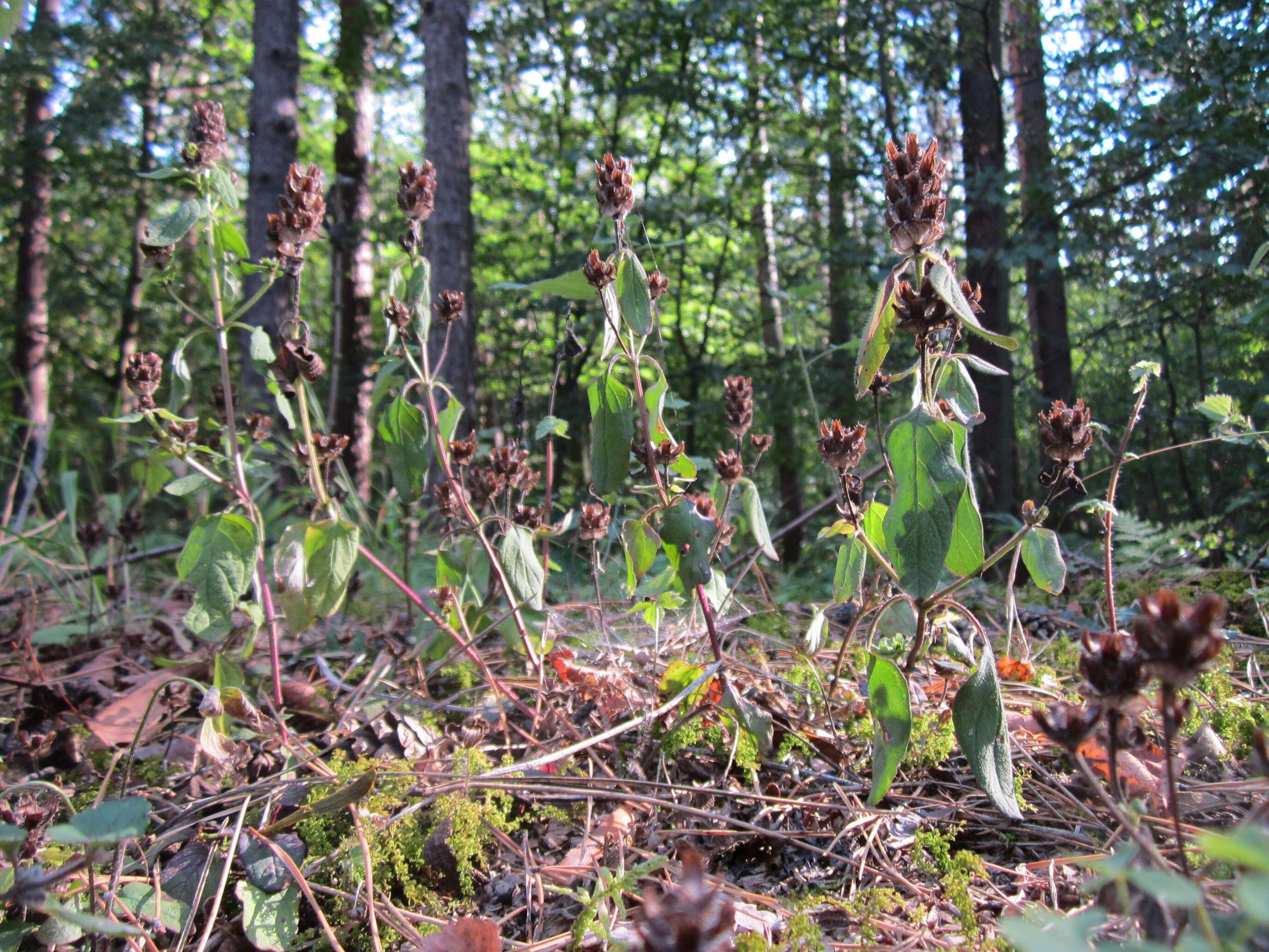 Image of common selfheal