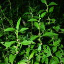 Image of ants-bush