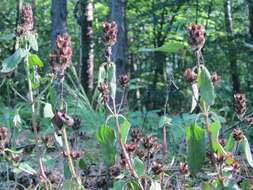 Image of common selfheal