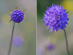 Image of Devil’s Bit Scabious