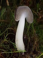 Image de Helvella macropus (Pers.) P. Karst. 1871