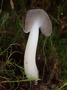 Imagem de Helvella macropus (Pers.) P. Karst. 1871