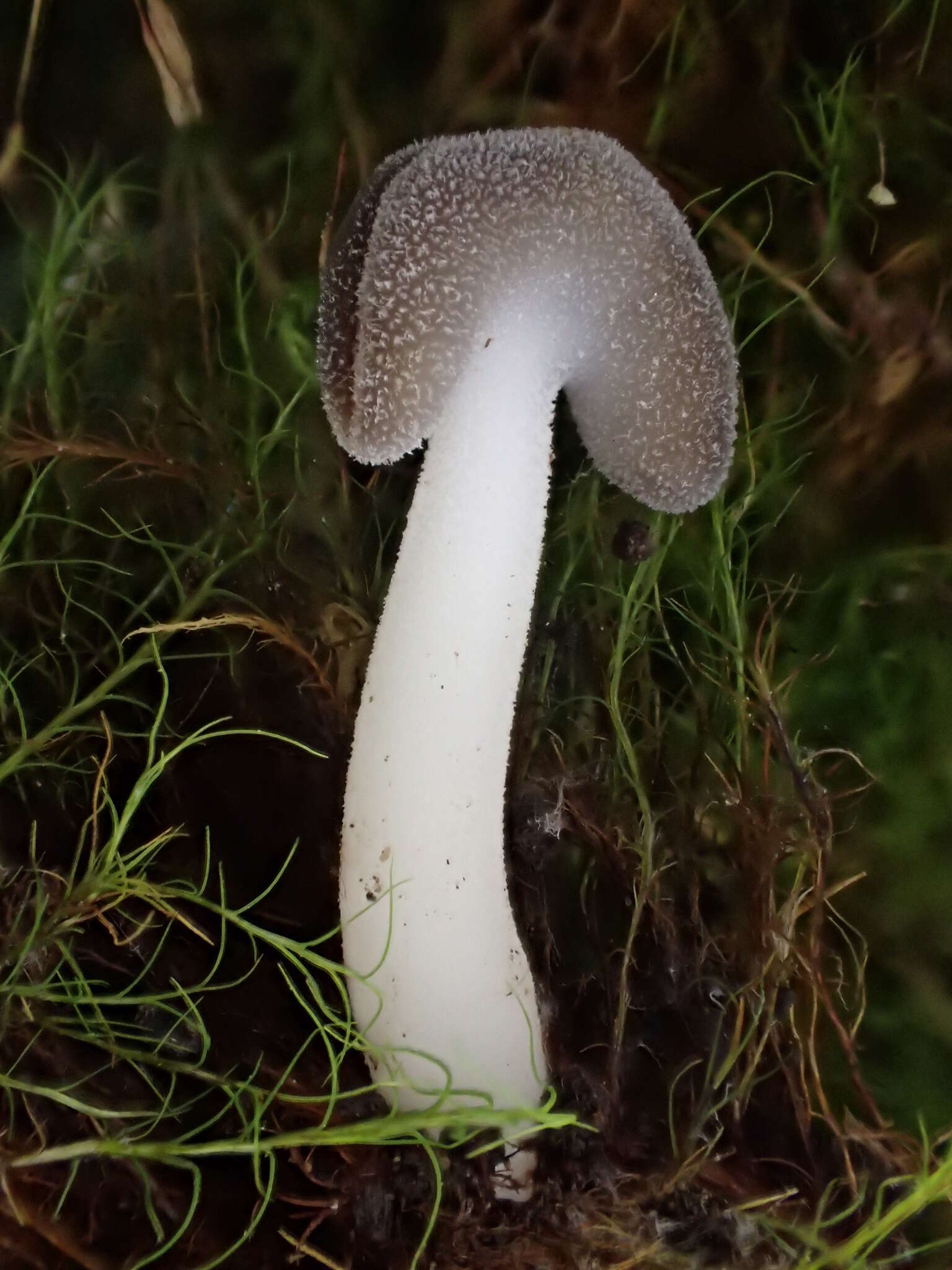 Image de Helvella macropus (Pers.) P. Karst. 1871