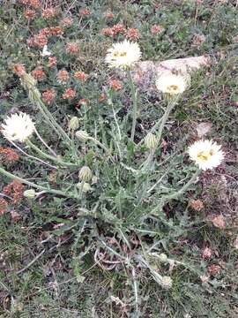 Image of Crepis albida Vill.