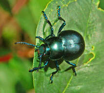 Image of Timarcha tenebricosa