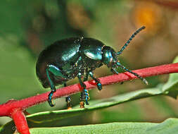 Image of Timarcha tenebricosa