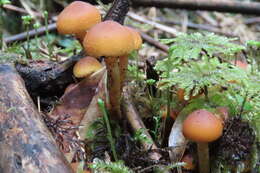 Image of Hypholoma frowardii (Speg.) Garrido 1985