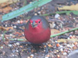 Image of African Firefinch