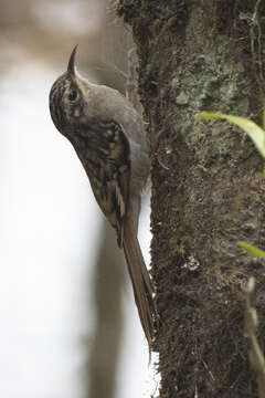 Image of Brown-throated Treecreeper