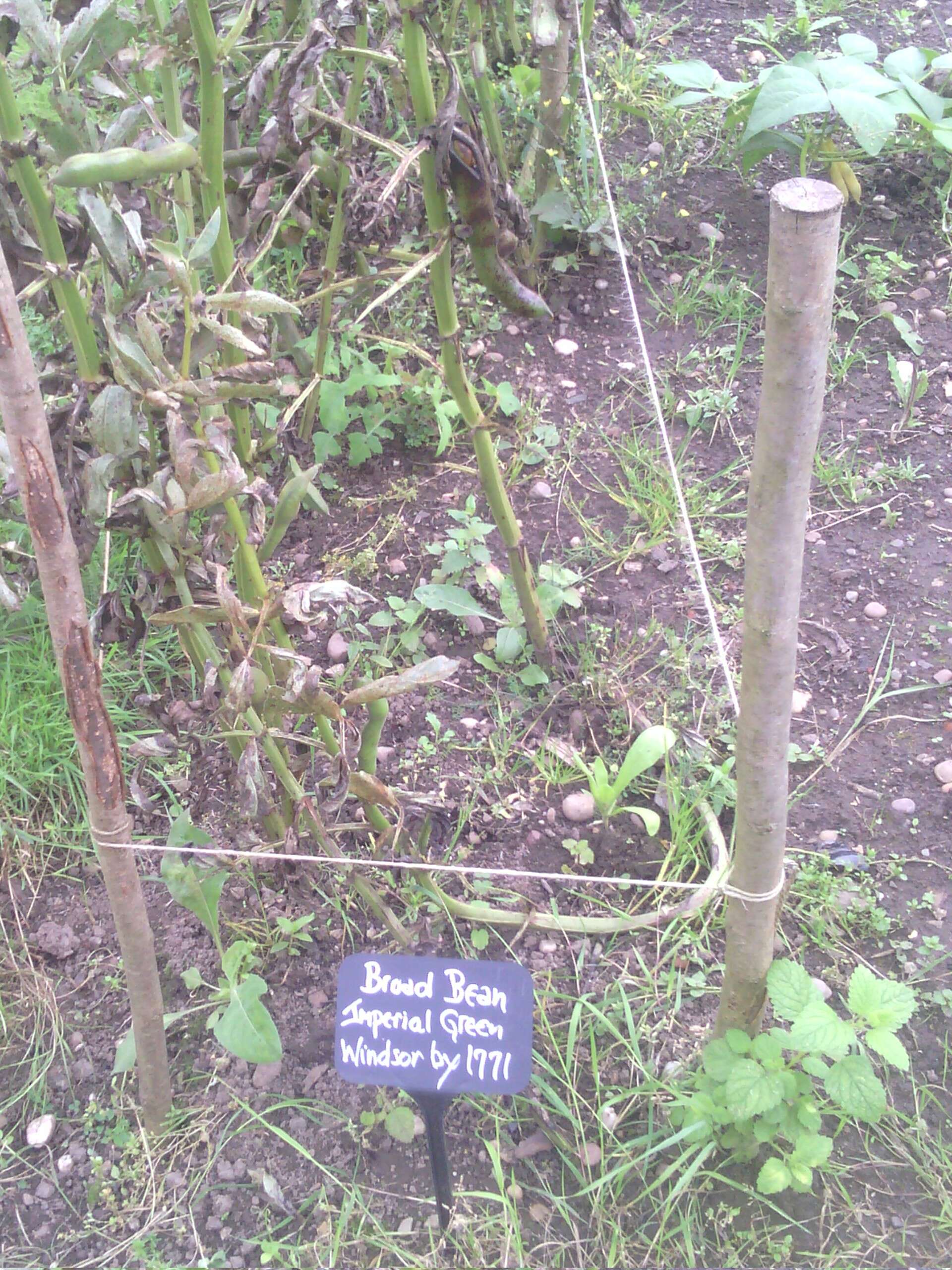 Image of Broad Bean