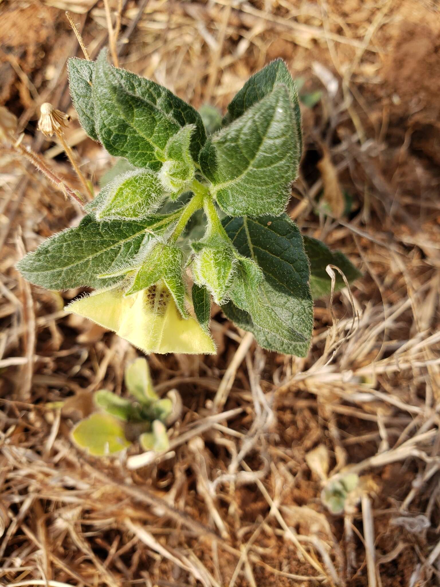 Image de Physalis orizabae Dun.