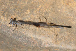 Image of Spot-winged Threadtail