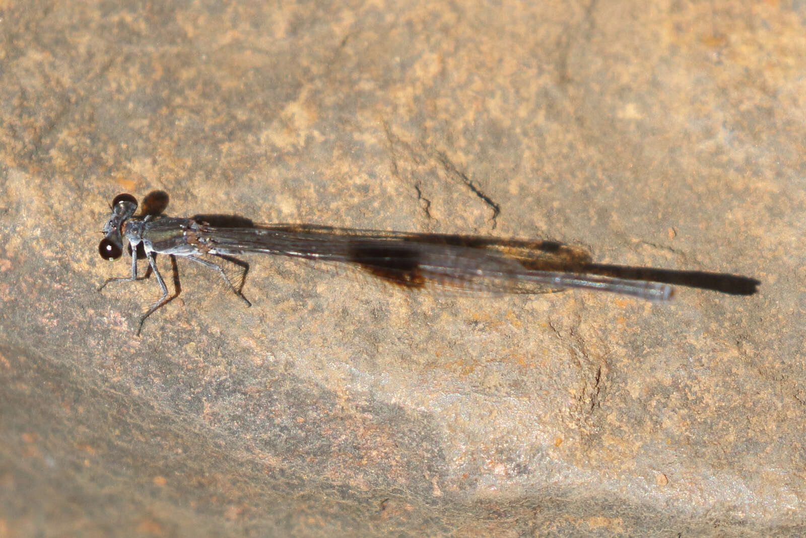 Image of Spot-winged Threadtail