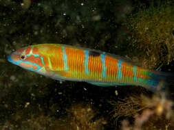 Image of Ornate Wrasse