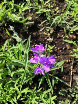 Image of Tradescantia crassifolia var. crassifolia