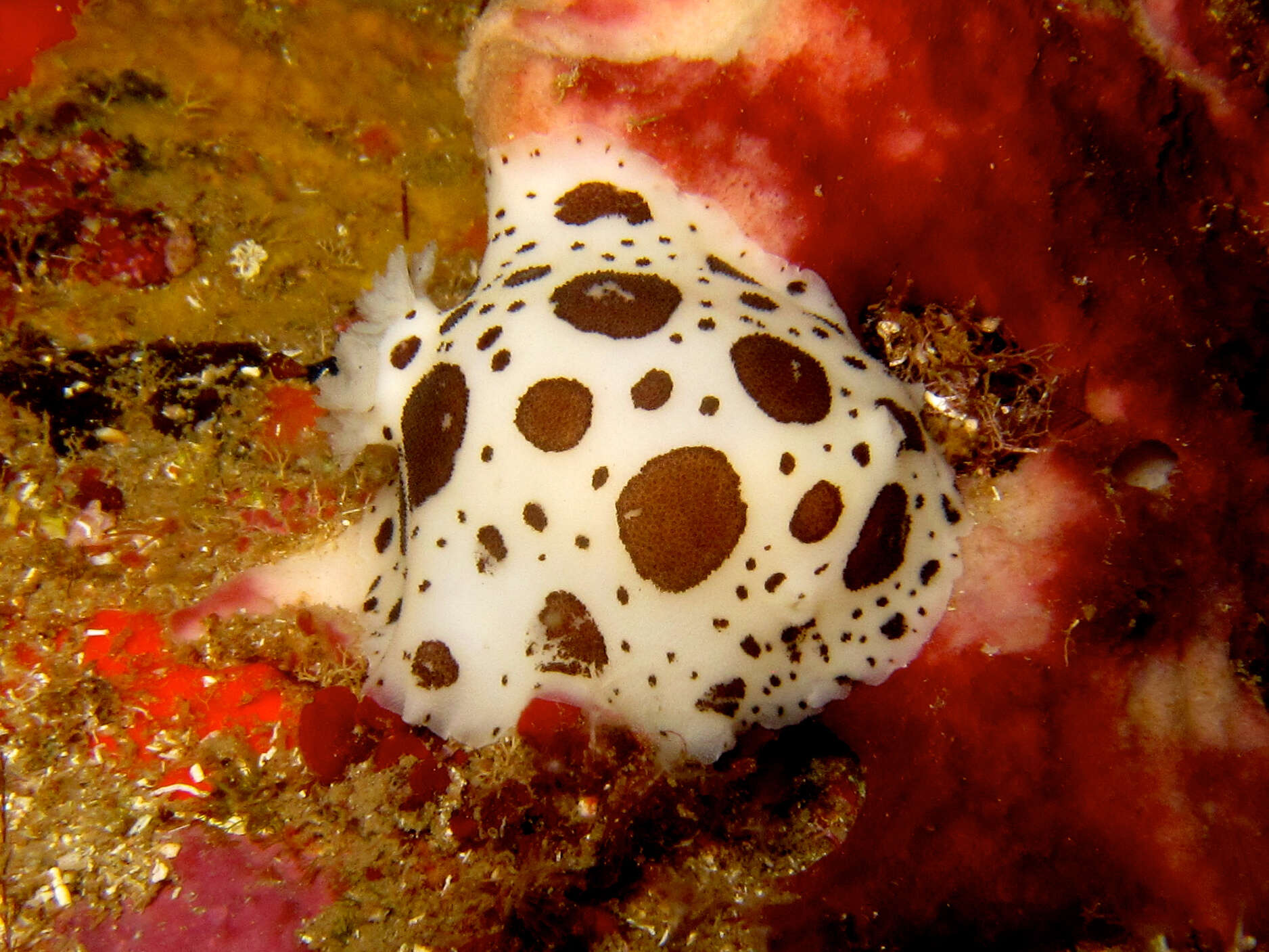 Plancia ëd Peltodoris atromaculata Bergh 1880