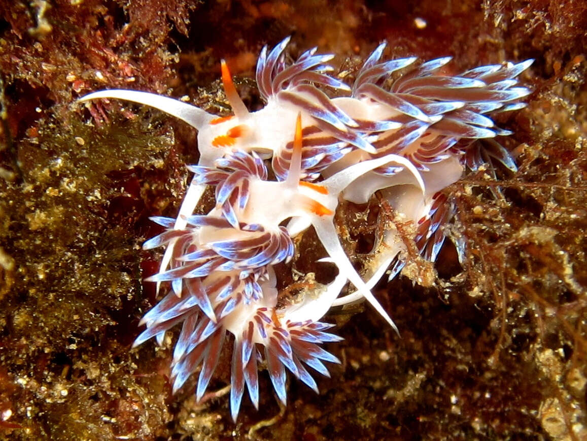 Image of Cratena Slug