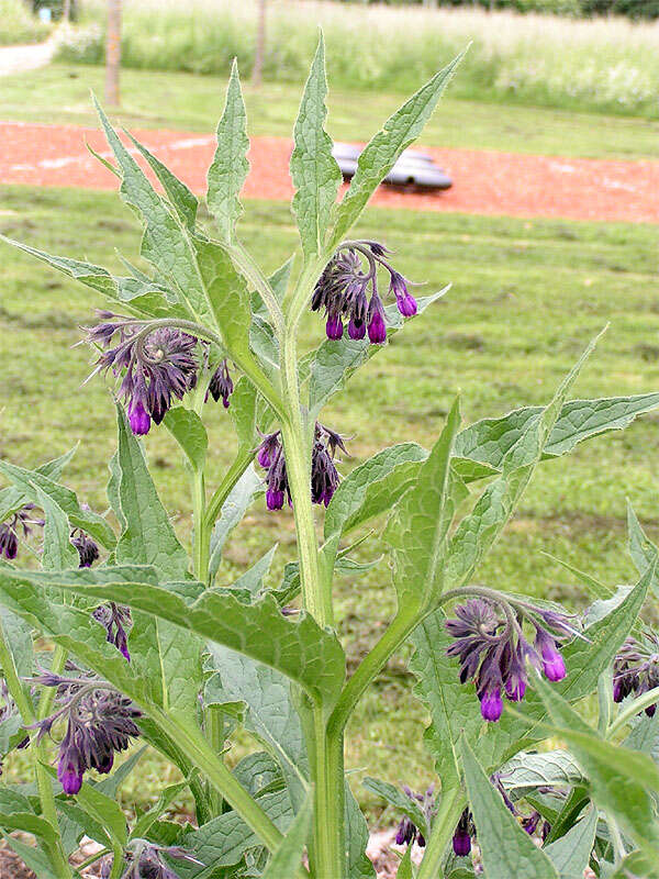 Plancia ëd Symphytum officinale L.