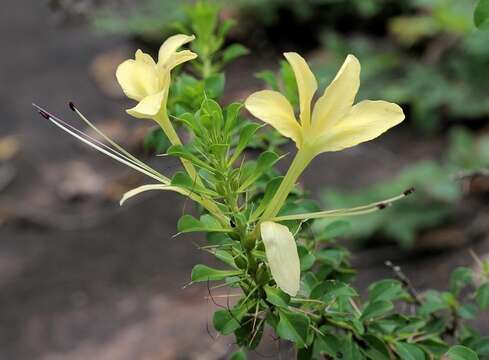 Image of Barleria rotundifolia Oberm.