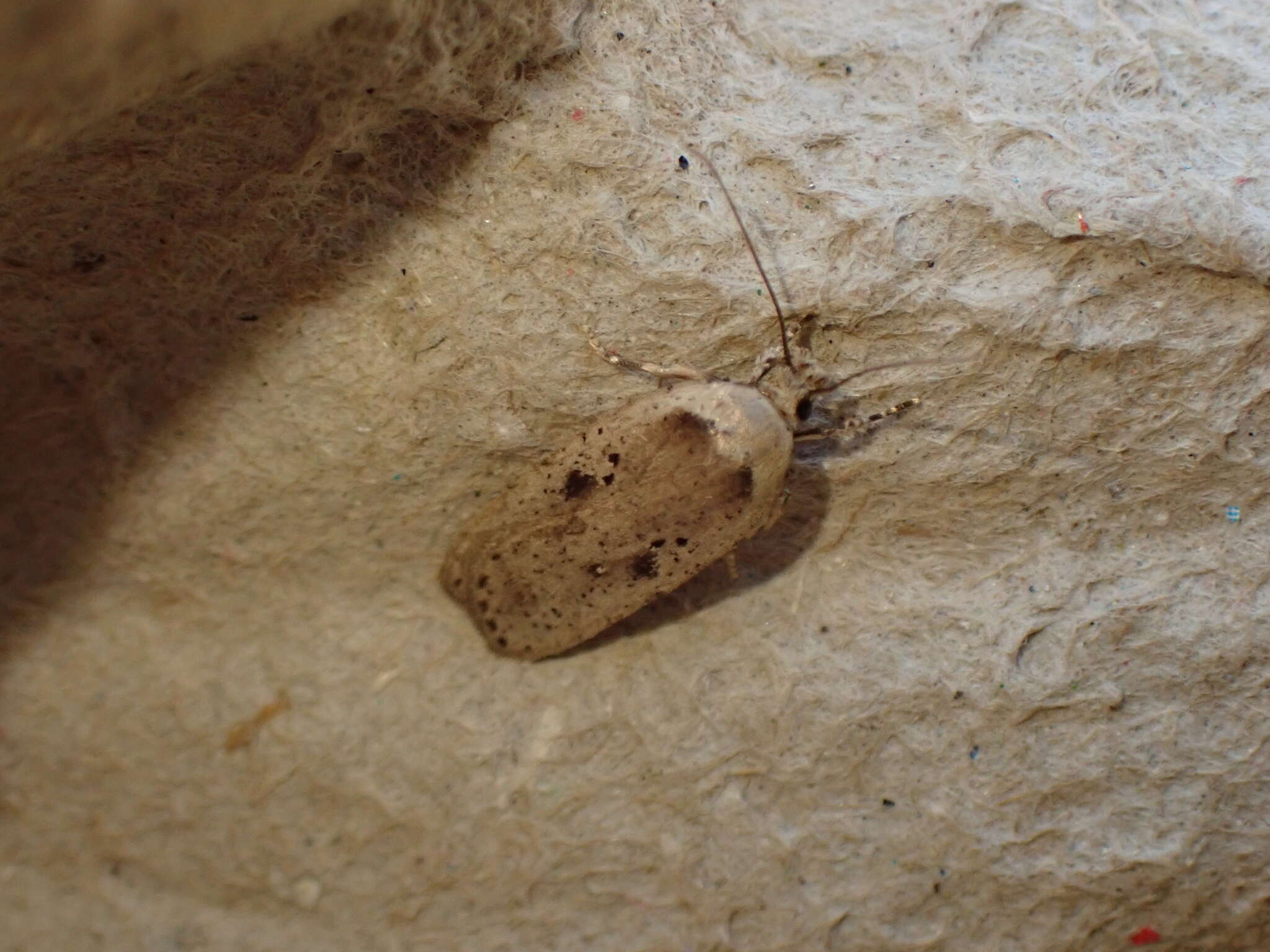 Imagem de Agonopterix arenella Denis & Schiffermüller 1775