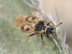 Image of Lace bug