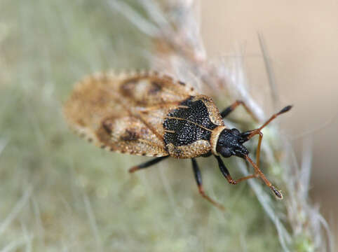 Image of Lace bug