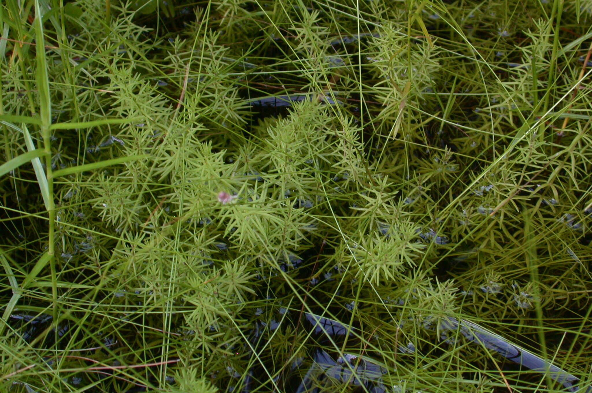 صورة Sclerolepis uniflora (Walt.) Britt., Sterns & Pogg.