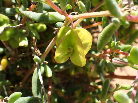 Image of Tetragonia sarcophylla Fenzl