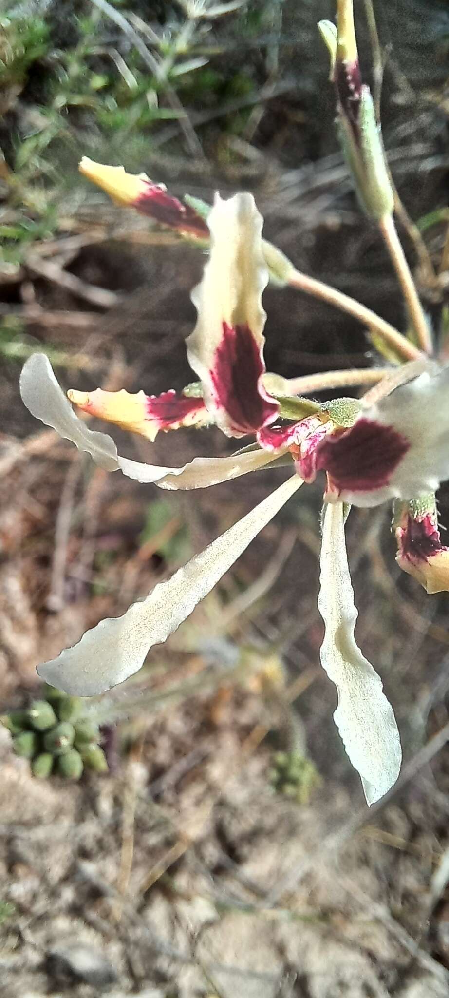 Image of Pelargonium heterophyllum Jacq.