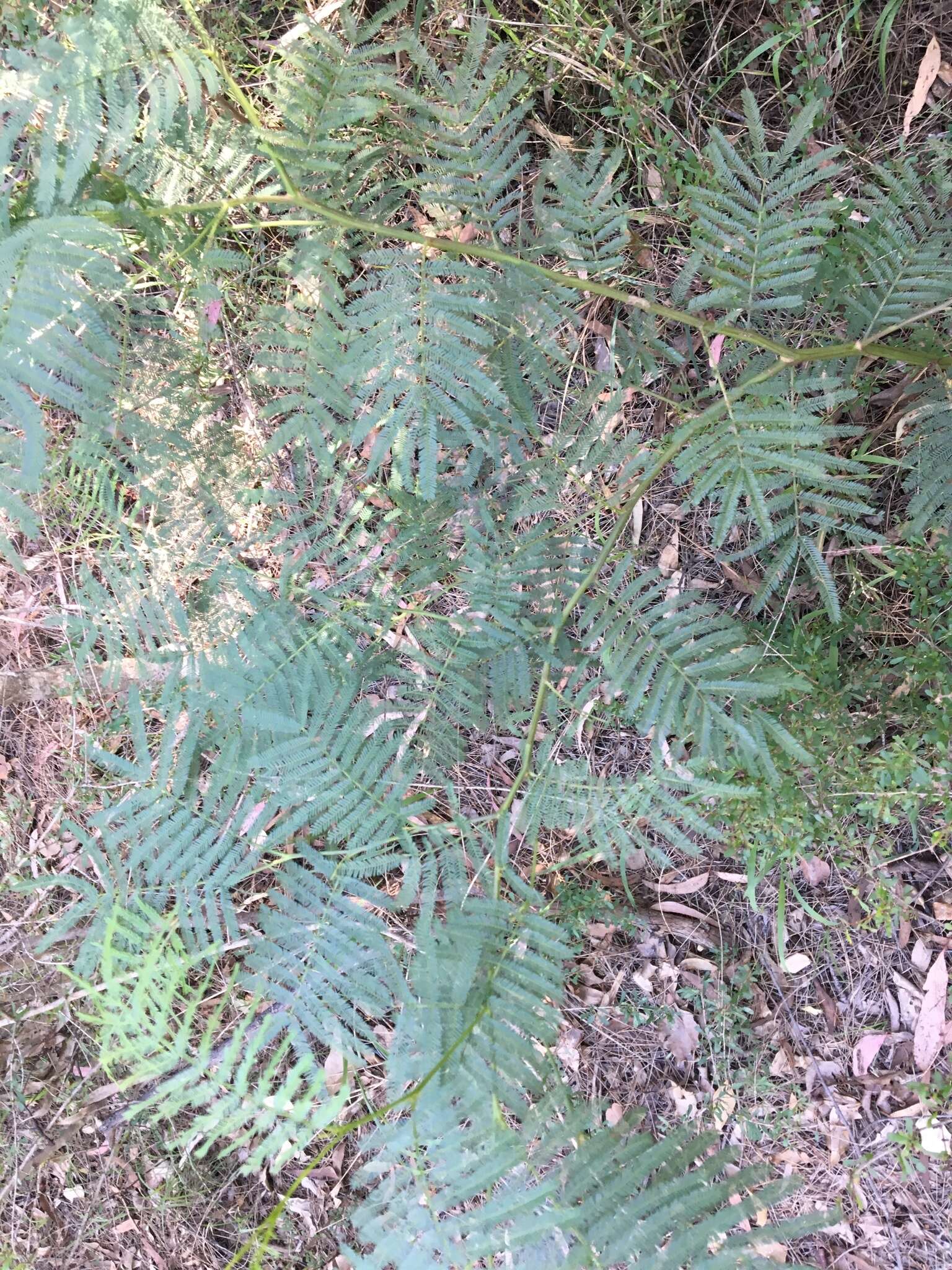 Слика од Acacia parramattensis Tindale