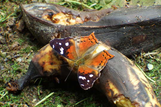 Слика од Hypanartia trimaculata