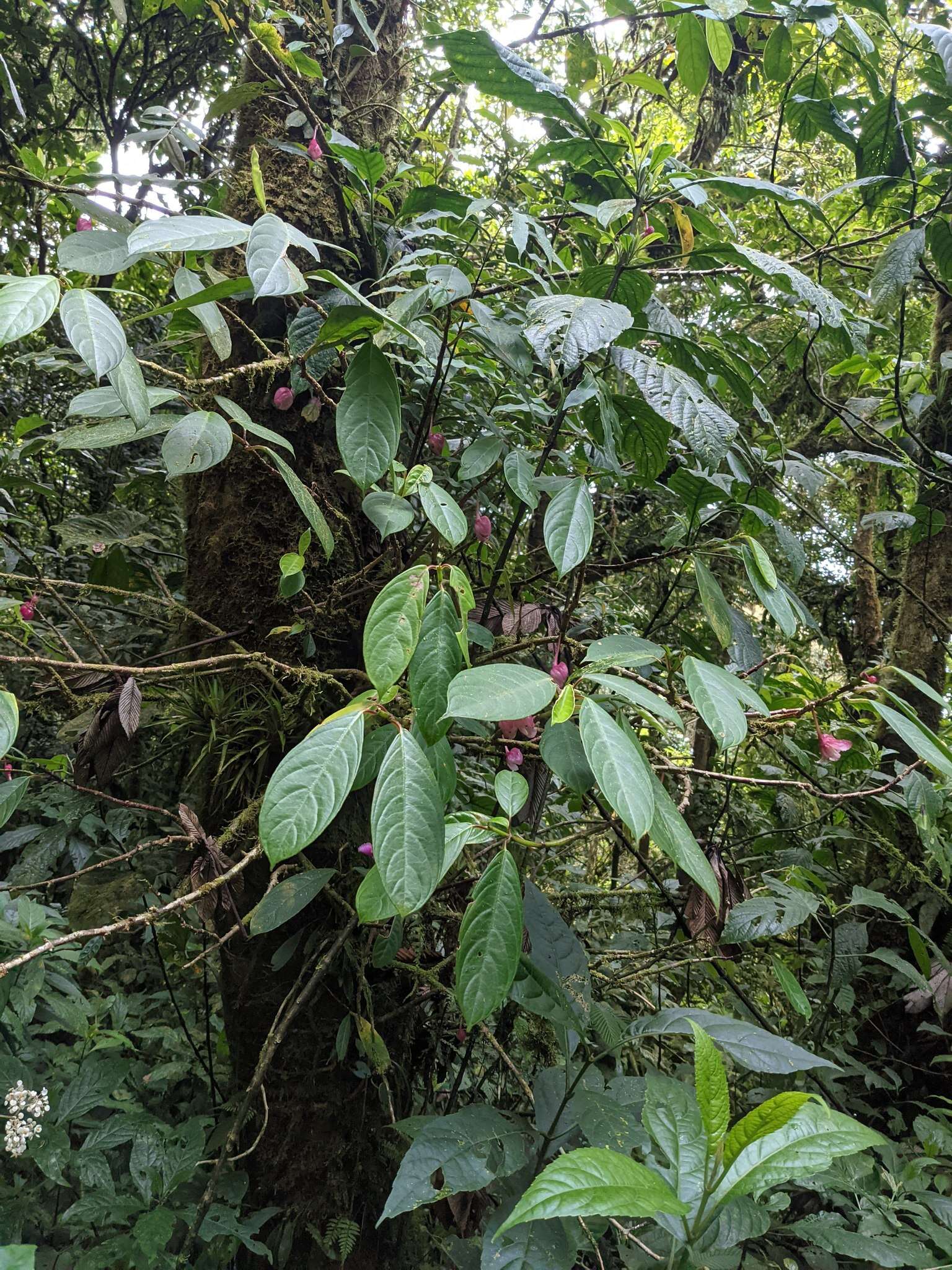 Image of Drymonia conchocalyx Hanst.