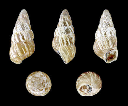 Image of Pointed snail