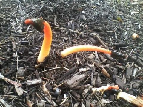 Image of Elegant stinkhorn