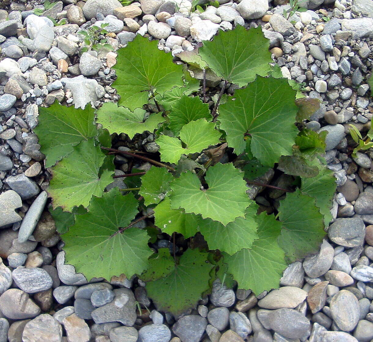 Image of coltsfoot