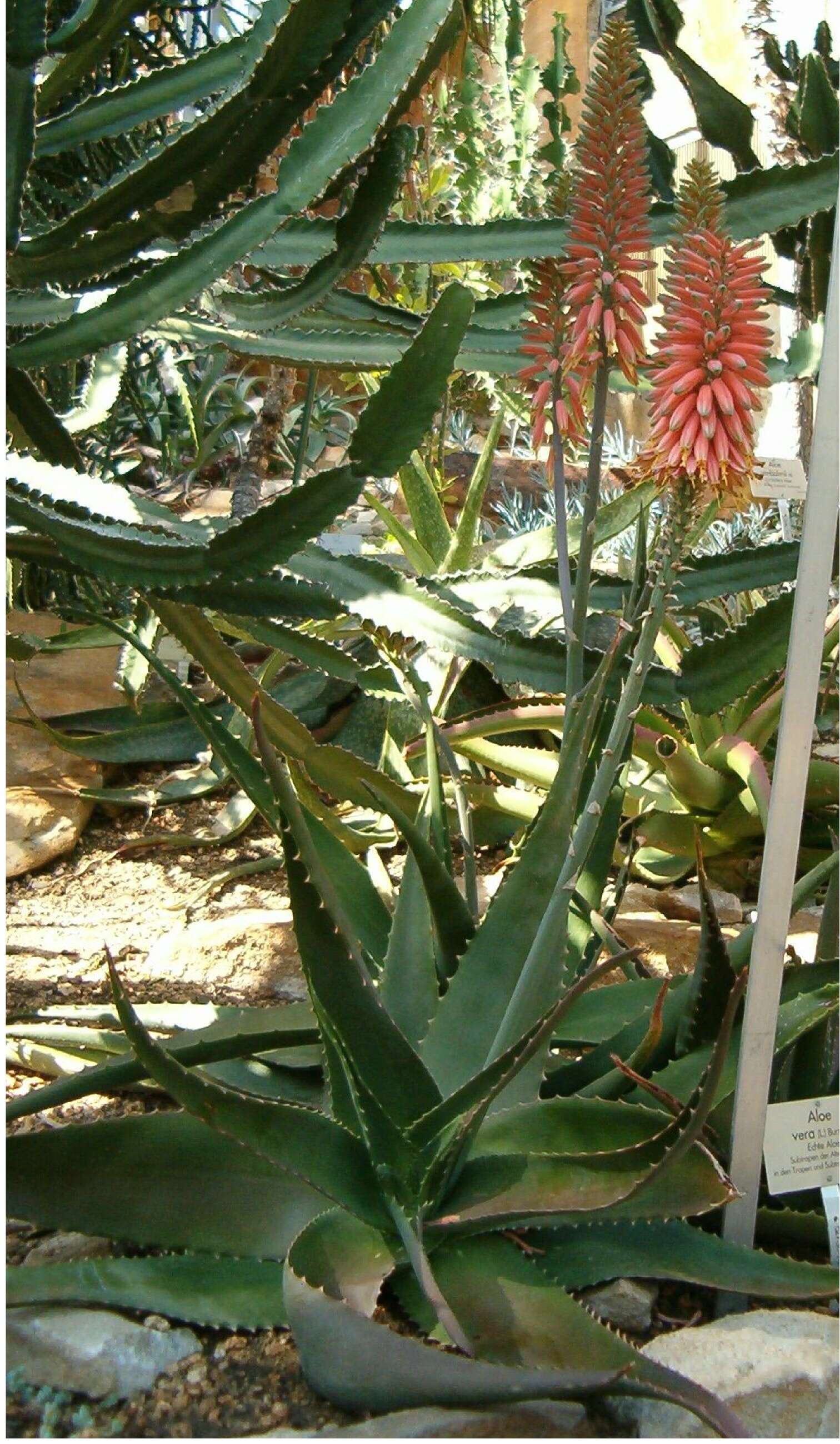 Image of candelabra aloe