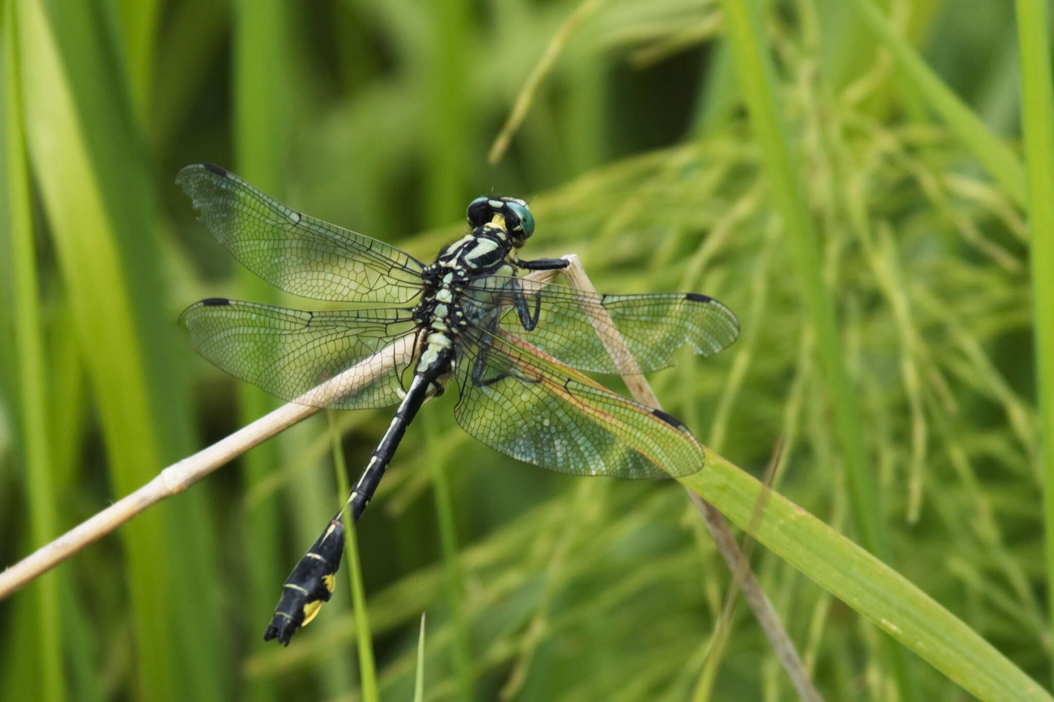 Image of Club-tailed Dragonfly