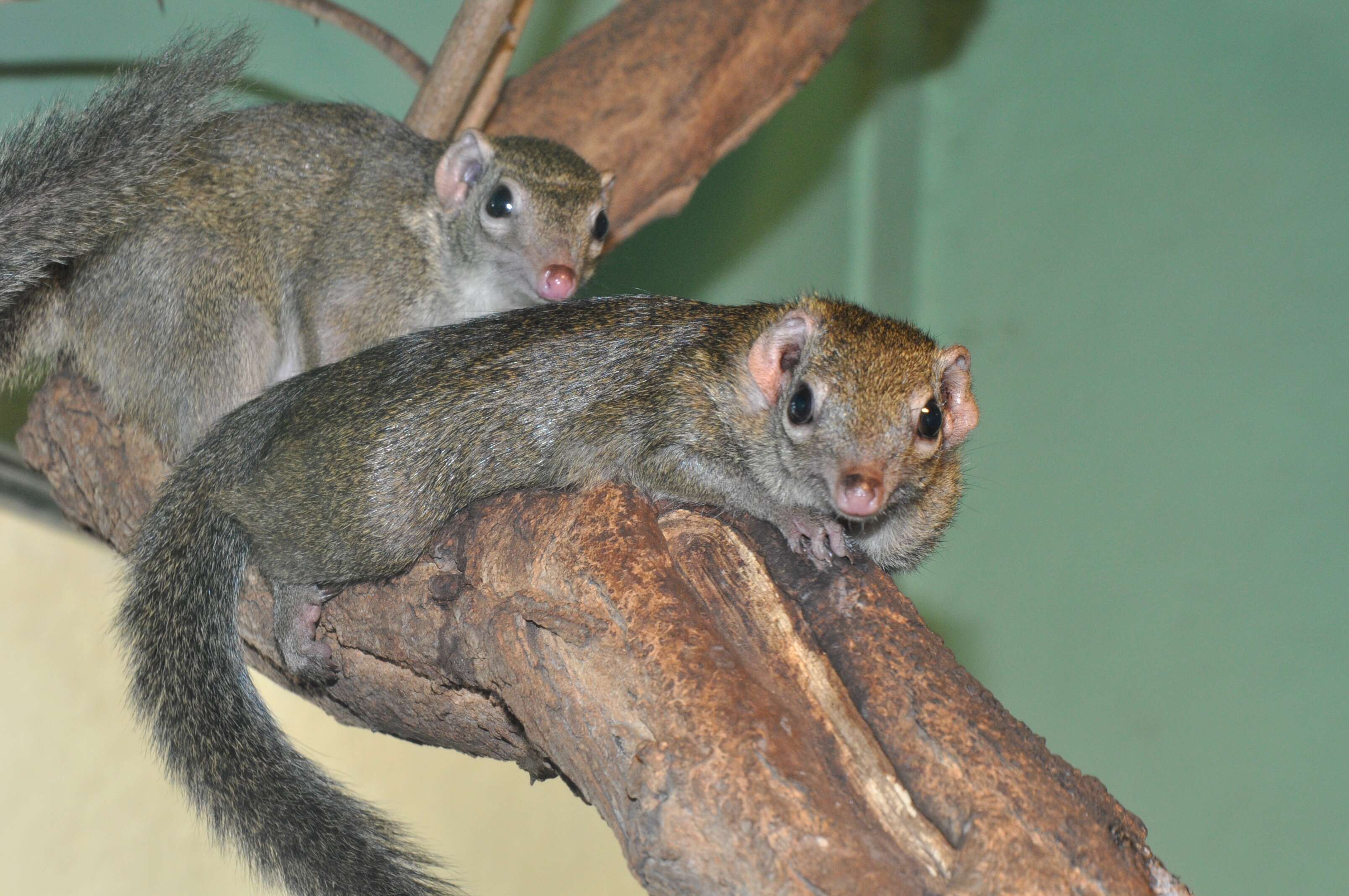 Image of treeshrews