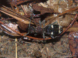 Image of Eccoptoptera cupricollis Chaudoir 1878