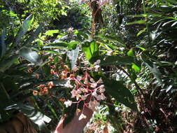 Image of Begonia angularis Raddi