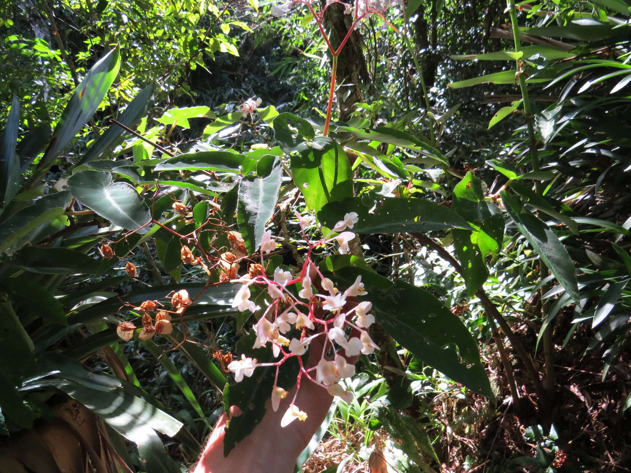 Слика од Begonia angularis Raddi