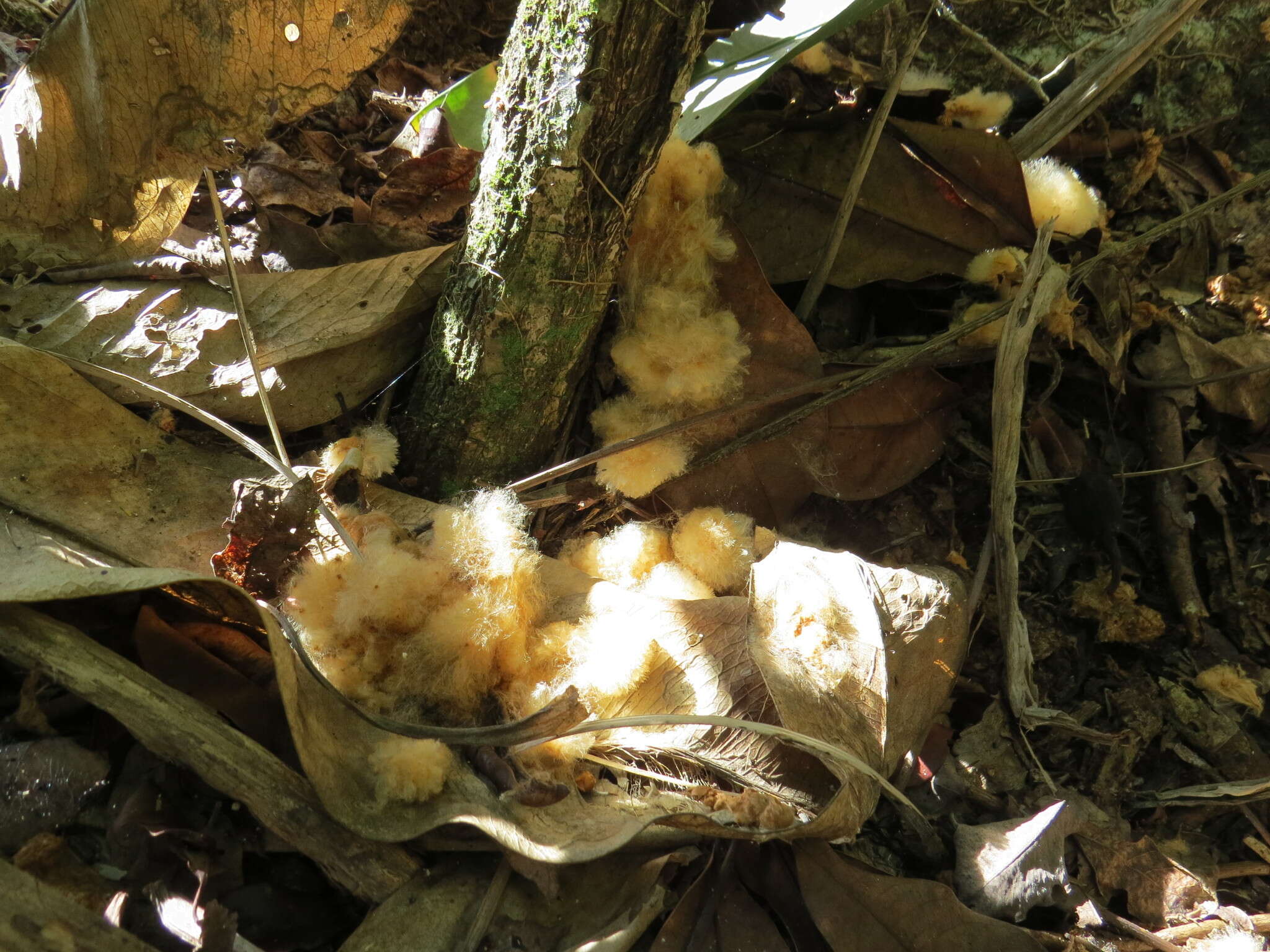 Image of Ceiba erianthos (Cav.) K. Schum.