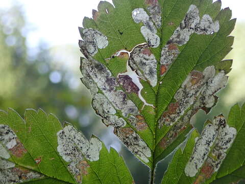 Image of dewberry pigmy