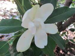 Image de Magnolia pacifica Vazquez